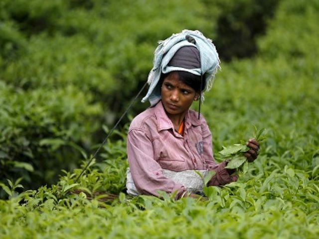 tripura tea