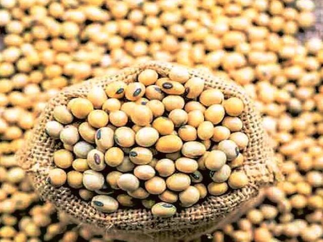 soyabean