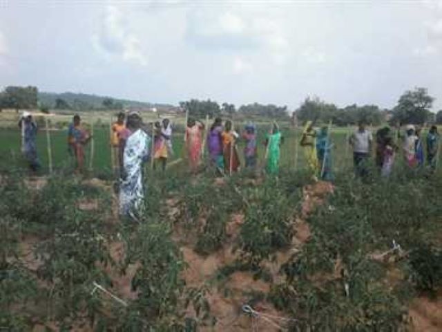 MULTI FARMING