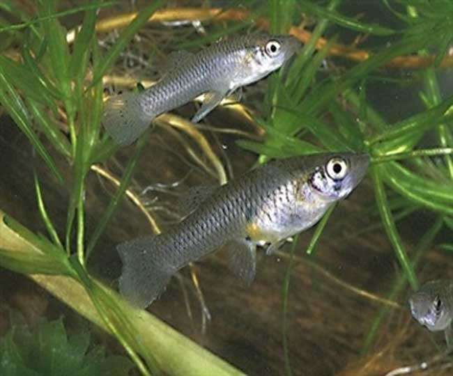 denguefish