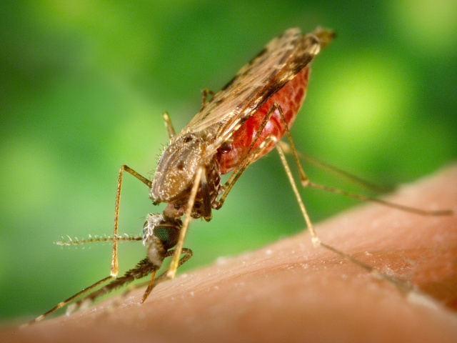 mosquite