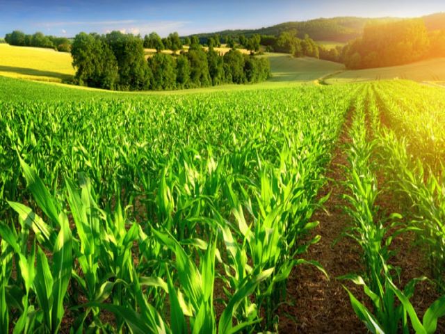 agriculture economy