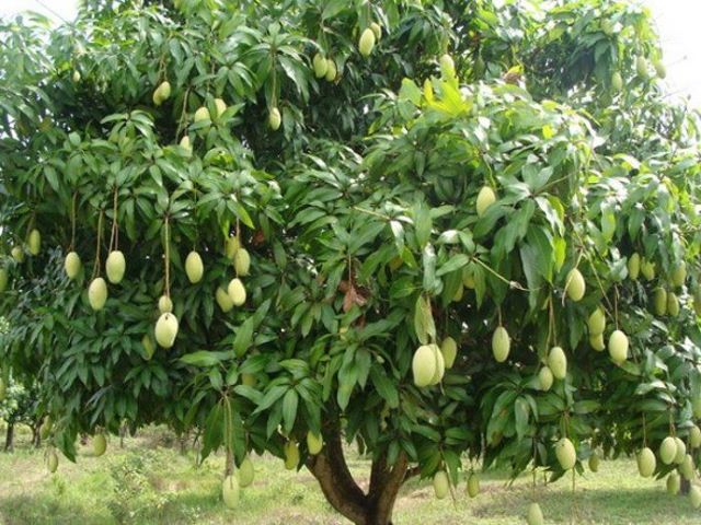 mango tree