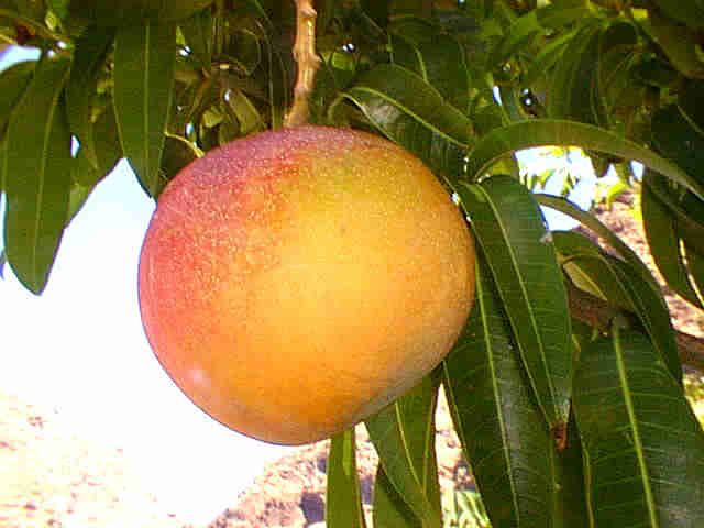 mango