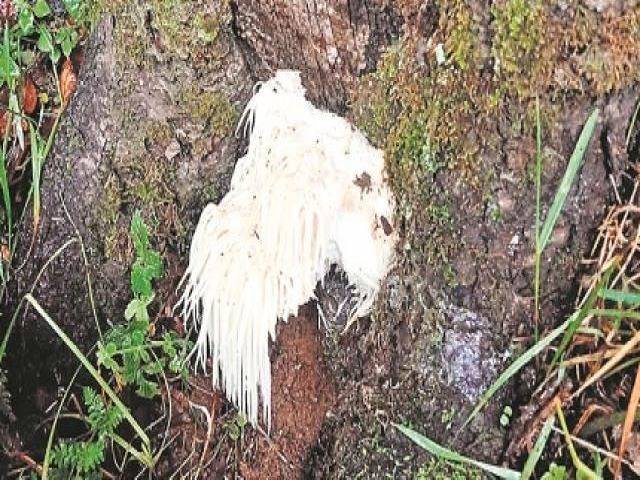 mushroom