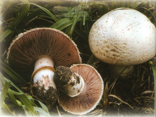 mushrrom
