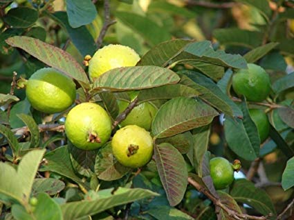 guava