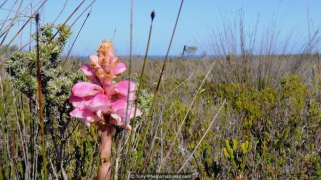 flower orchid