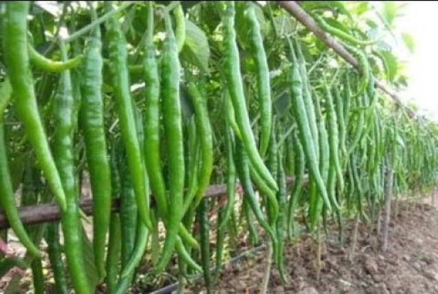 Chilli