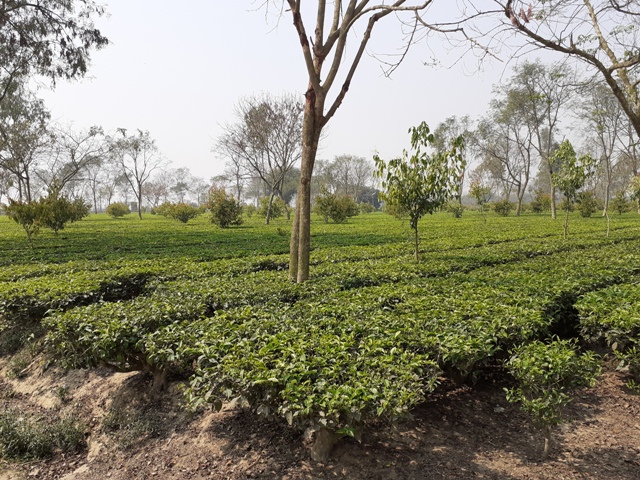 tea unit