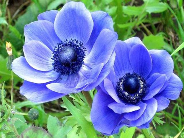 blue flowers