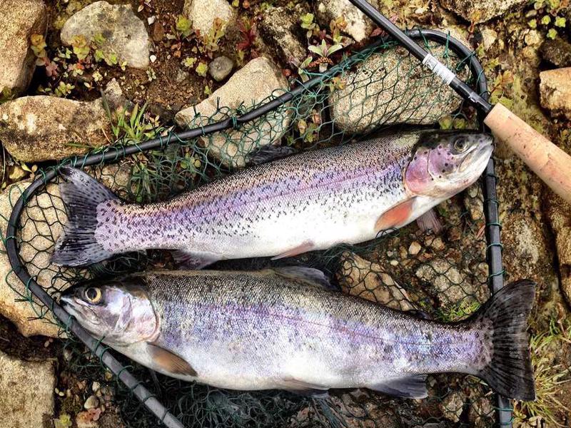 traut fish