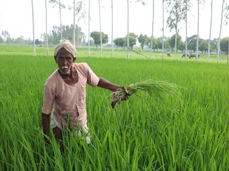 kisan